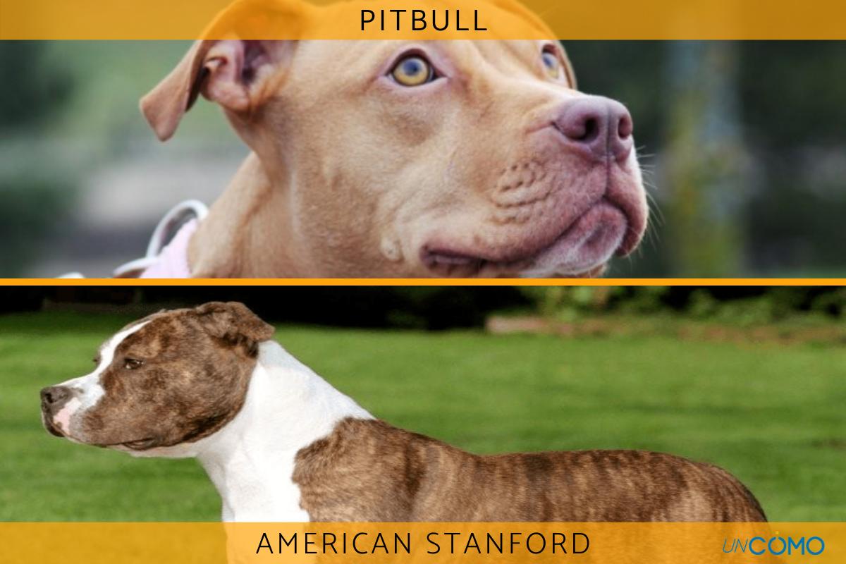 Aprende a distinguir American Bully vs Staffordshire Bull Terrier